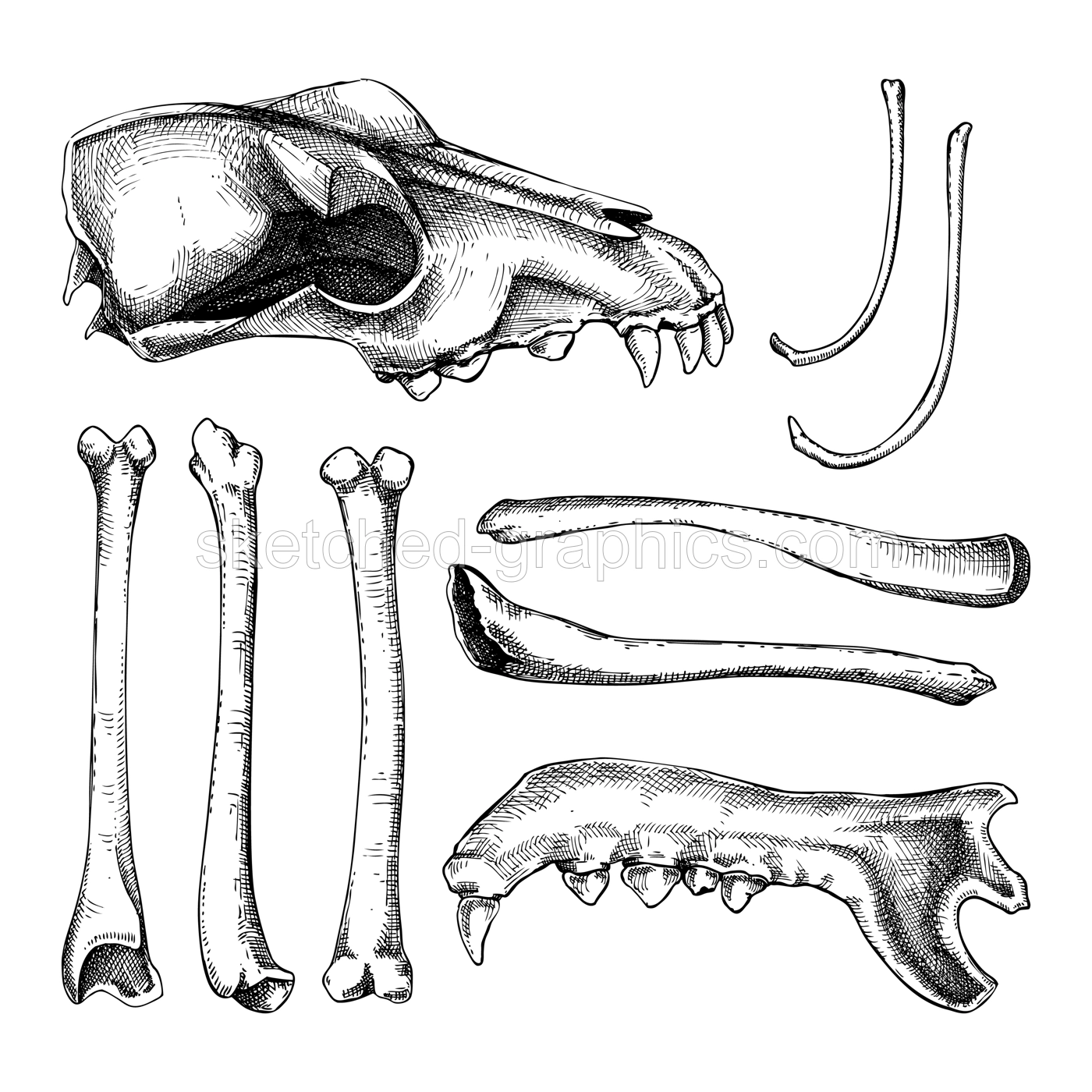 Hand drawn bones set in graphic style. Halloween design element. Animal bones, sculls parts sketches isolated on white. Vector magic illustration for witchcraft, alchemy, Halloween decoration Illustration